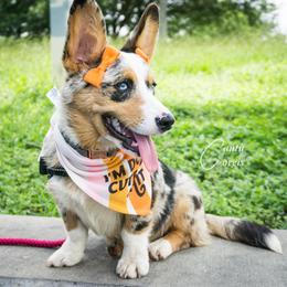 American Corgi, Cardigan Welsh Corgi, and Pembroke Welsh Corgi All Grown Up from Cantu Corgis