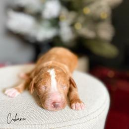 Cubano - Red male Australian Labradoodle puppy in Wamego, Kansas from Doodles of Oz