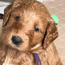 Lady Liberty (purple) - Apricot female Labradoodle puppy in Mechanicville, New York from Deuce's Doodles