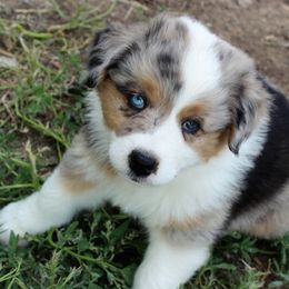 Australian Shepherd Puppies from Frying Pan Ranch Australian Shepherds