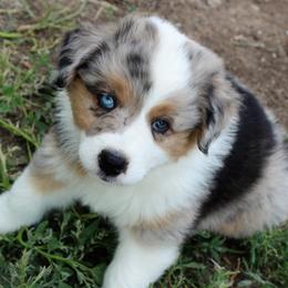 Australian Shepherd Puppies from Frying Pan Ranch Australian Shepherds