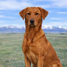 Goldie - Labrador Retriever