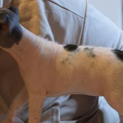 American Hairless Terriers from Sundial Farm