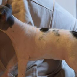 American Hairless Terriers from Sundial Farm