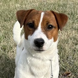 Russell Terrier All Grown Up from Geisler Russell Terriers & Miniature Dachshunds