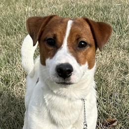 Russell Terrier All Grown Up from Geisler Russell Terriers & Miniature Dachshunds