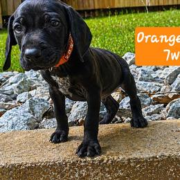 Orange boy - Black male German Shorthaired Pointer puppy in Dahlonega, Georgia from Pointer Mountain Bird Dogs