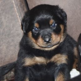 Rottweiler Puppies from Cross Creek Rottweilers