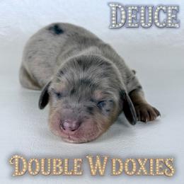 DEUCE - Dapple male Dachshund puppy in Alto, Texas from Double W Doxies