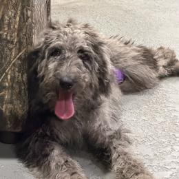 Darla - Merle female Labradoodle puppy in Richmond, Texas from Blessed B Farm & Doodles