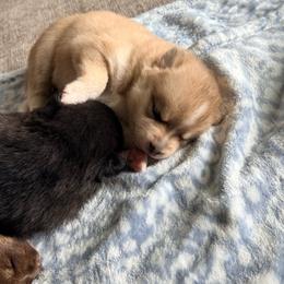 Navy - Wolf sable male Pomsky puppy in Doon, Iowa from Luxury Pomsky