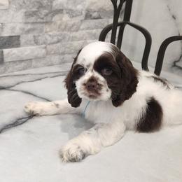 Teal cocker Spaniel boy - Black and white male English Cocker Spaniel puppy in Howell, Michigan from Robbin's Treasures
