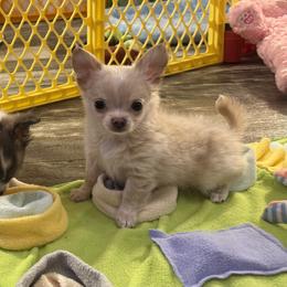 Nelson 4,600 - Cream male Chihuahua puppy in Summerfield, Florida from Uey’s Chihuahuas