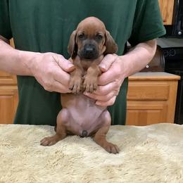 Miss Purple - Red female Redbone Coonhound puppy in Madisonville, Tennessee from Blackstone Valley Hounds