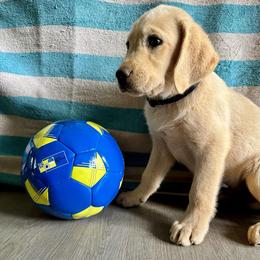 Bear - Yellow male Labrador Retriever puppy in Marietta, South Carolina from Trust in the Lord Labradors
