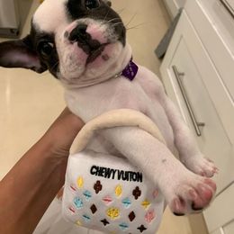 French Bulldog Puppies from Elite Bullies Miami