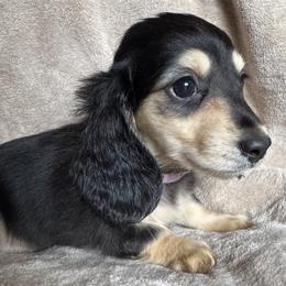 Girl 1 - Black and cream female Dachshund puppy in Fieldbrook, California from Honeydox Miniature Dachshunds