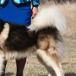 Alaskan Malamutes from Tol Istari Alaskan Malamutes