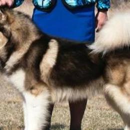 Alaskan Malamutes from Tol Istari Alaskan Malamutes