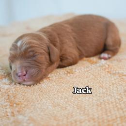 Jack - Red male Cavapoo puppy in Nampa, Idaho from Heart Mountain Cavaliers & Floating Feathers Kennel