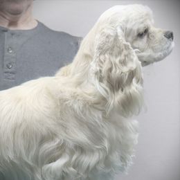 VIOLET - Cocker Spaniel