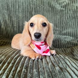 Cream girl - Cream female Dachshund puppy in Wichita, Kansas from Rustic Dachshunds