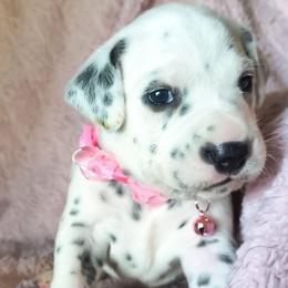 Angel Dust (Light Pink Collar Female) - White and black female Dalmatian puppy in Raymondville, Missouri from Wagner's Dalmatian's