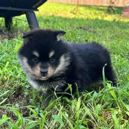Riven - Tri-color female Pomsky puppy in Boonville, Indiana from Elysian Pomskies