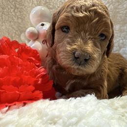 Honey - Darker Red Female - Red  female Poodle puppy in Canfield, Ohio from Poo's Doo's & Inu's