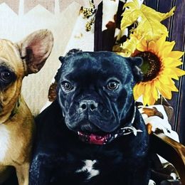 French Bulldogs from Sangster’s kennel
