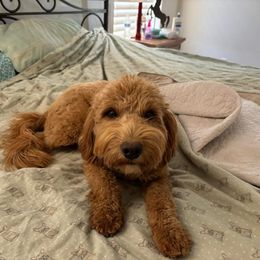 Reba - Goldendoodle