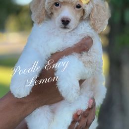 Lemon - Cream female Poodle puppy in Ferriday, Louisiana from Denikka C
