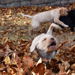 Dilute Retriever Puppies from Wicked Pines Retrievers