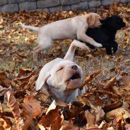 Dilute Retriever Puppies from Wicked Pines Retrievers