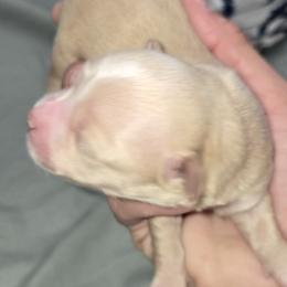 Girl 1 - Cream female Maltipoo puppy in Brooksville, Florida from DeVall Maltipoos