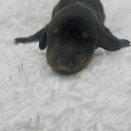 No collar female - Black and tan female Dachshund puppy in Maurice, Louisiana from Hart Dachshunds