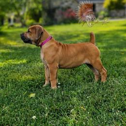AKENO - Red female Boerboel puppy in Pennsylvania from Cold River Boerboels