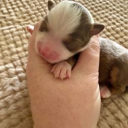 Girl1 - Red tri-color female Miniature American Shepherd puppy in Gatesville, Texas from Southern Promise Aussie’s