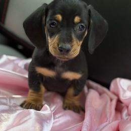 Boy 1 - Black and tan male Dachshund puppy in Barbourville, Kentucky from The Bossy Doxie Farm