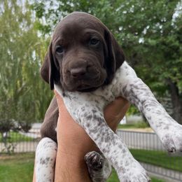 Poppy - Liver and white female German Shorthaired Pointer puppy in Worland, Wyoming from Juniper Ridge Pointers