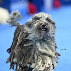 Martensa - Bergamasco Sheepdog