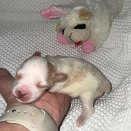 Red parti female - Parti female Miniature Schnauzer puppy in Forest, Virginia from Prestige Kennel LLC