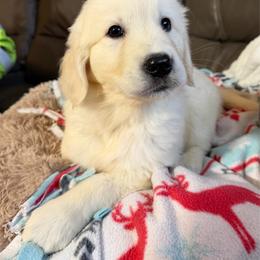 Tripod - SEE DESCRIPTION - Light golden female Golden Retriever puppy in Spanaway, Washington from 11 Oaks Kennels