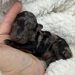 Eloise - Blue merle female Bordoodle puppy in Canfield, Ohio from Poo's Doo's & Inu's