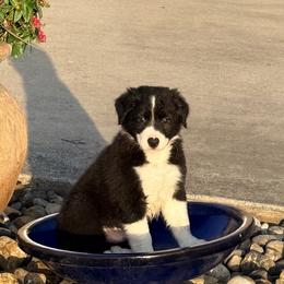 White - Black and white male Border Collie puppy in Harlingen, Texas from KAR3 Farms