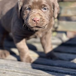Girl 1 - Labrador Retriever puppy in Seymour, Missouri from Castlegate Labs & Doodles