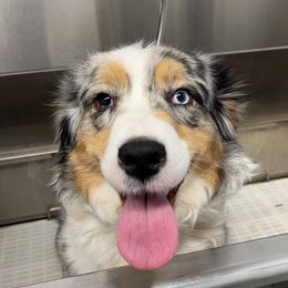 Australian Shepherd Puppies from Wild Meadow’s Aussies