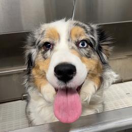 Australian Shepherd Puppies from Wild Meadow’s Aussies