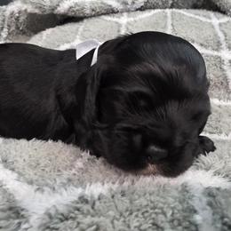 Yoshi - Black male Cocker Spaniel puppy in Fresno, California from Carvajal Cockers