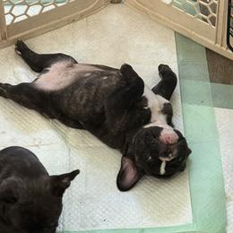 French Bulldog and Olde English Bulldogge Puppies from Misfit Ranch bulldogs